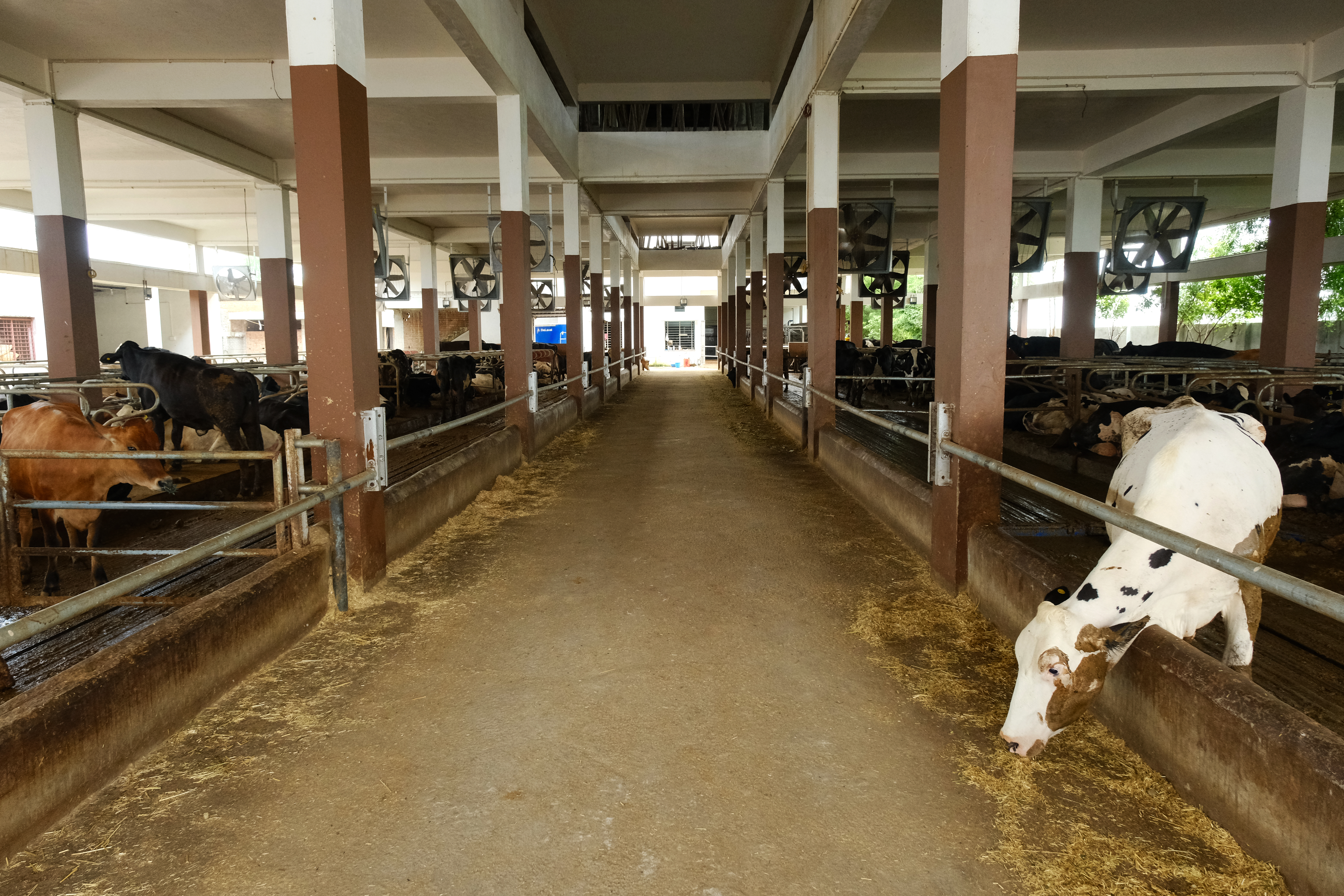 S.S Dairy Farm barn — wide view