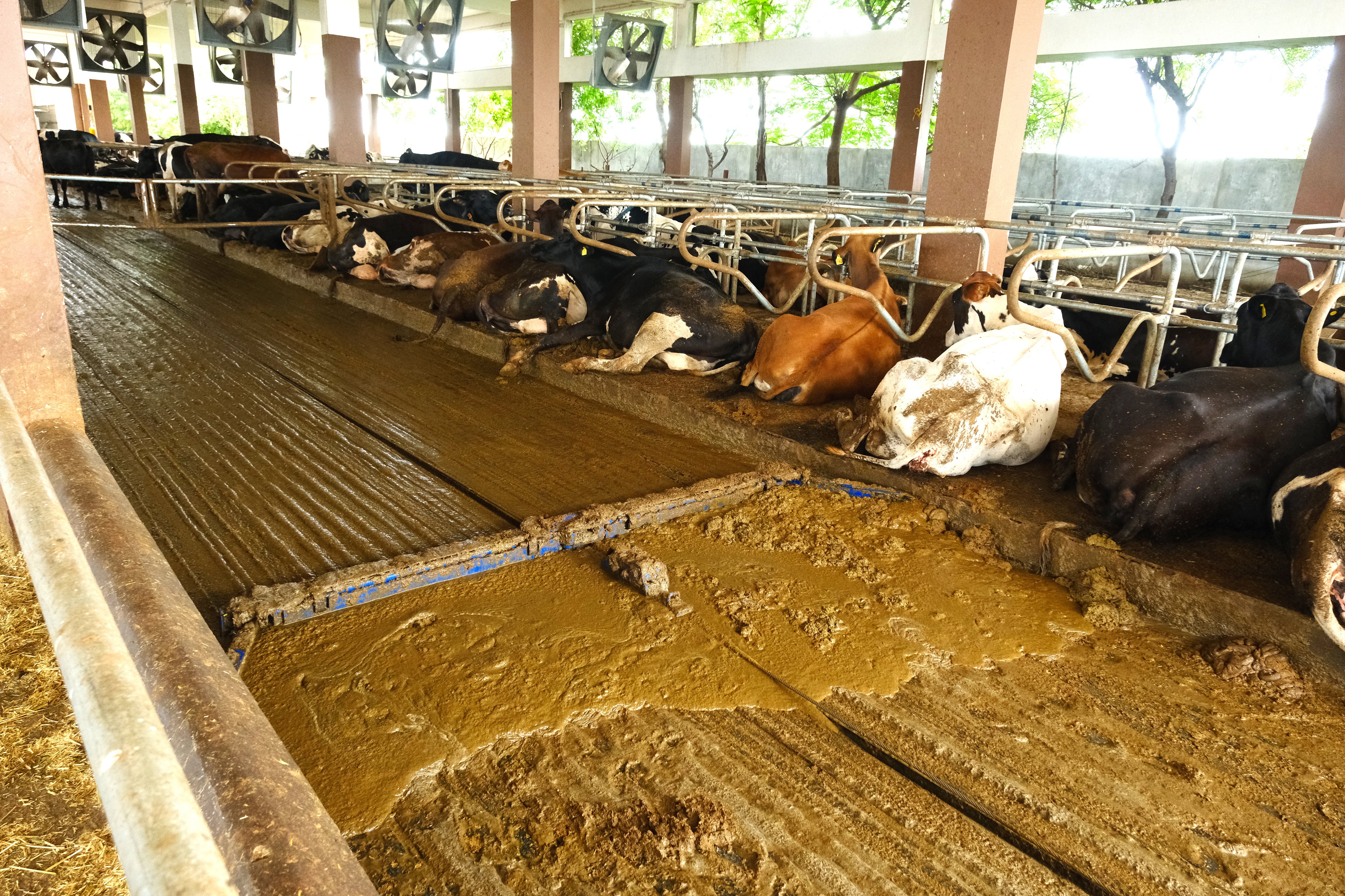 Cows resting in barn