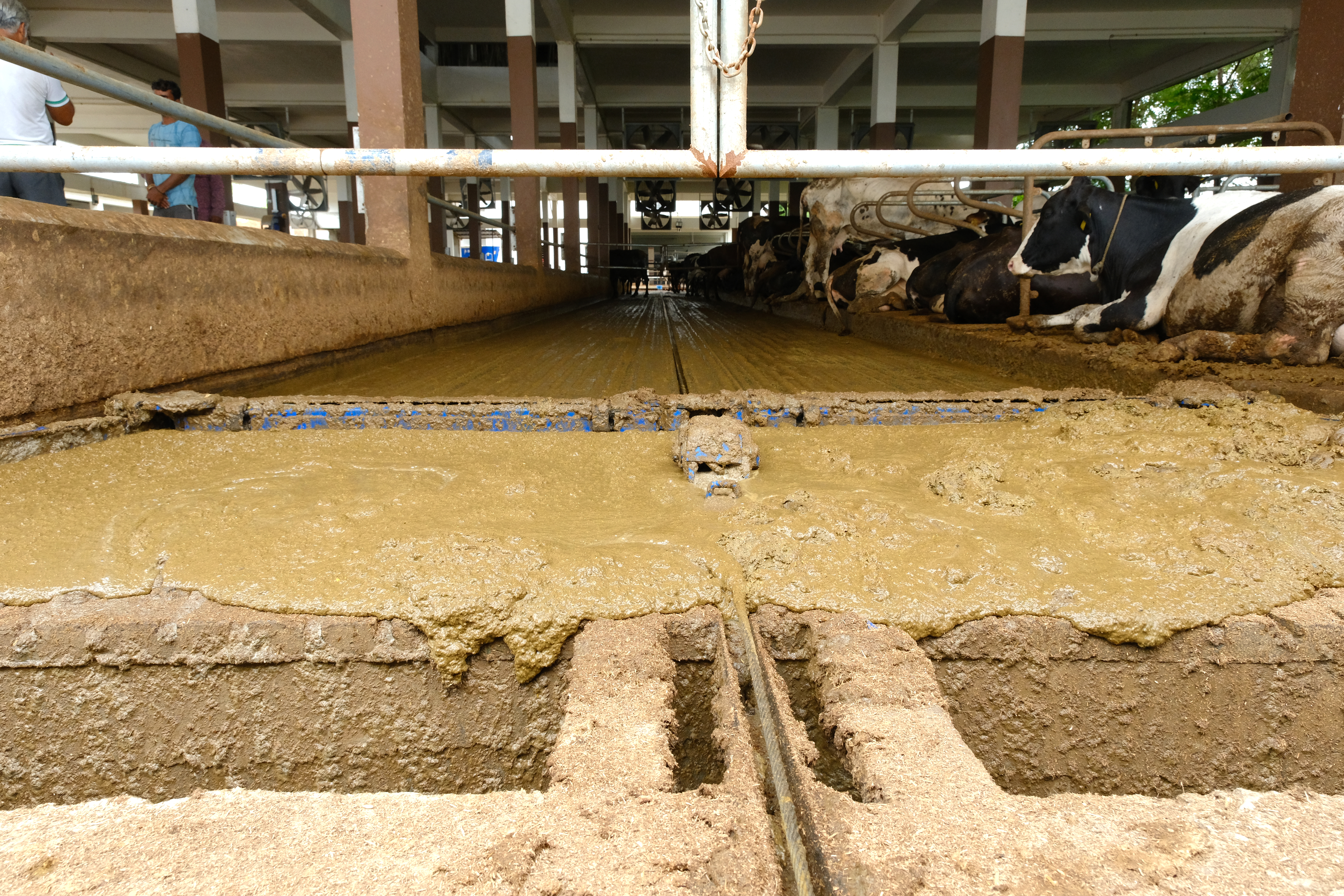 Automated dung management system